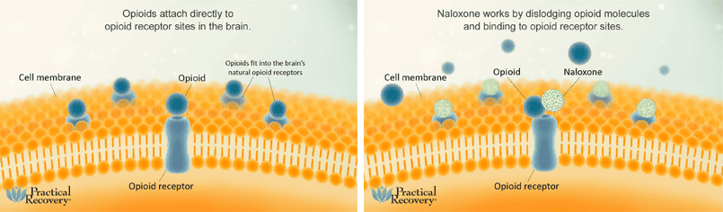 how does naloxone work