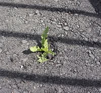 image of a green plant pushing through the road to symbolize persistence in life and recovery