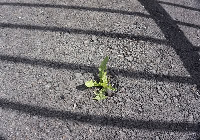 image of a seedling pushing through asphalt to symbolize persistence in recovery