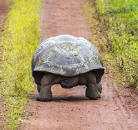 tortoise walking slowly to symbolize the idea of gradualism instead of harm reduction