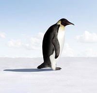 image of ostracized pengui signifying what it is like to be ostracized as an addiction treatment provider