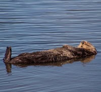 satisfied sea otter symbolizing complacency