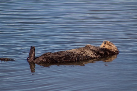 image of complacent otter symbolizing complacency in recovery