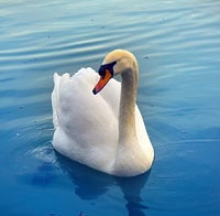 image of swan to symbolize misperception