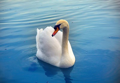 image of swan as a symbol for non 12 step misperceptions