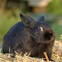 image of a stunned rabbit to symbolize someone hearing poor advice about quitting drinking