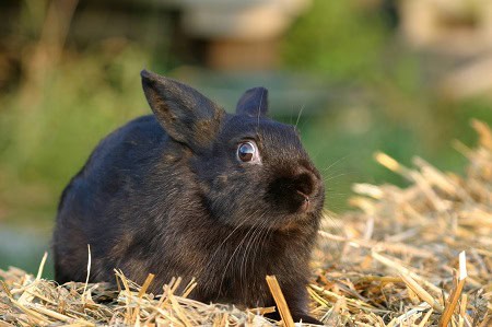 image of shocked rabbit to depict someone who has heard some terrible advice about quitting drinking