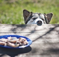 a dog staring at food to illustrate alcohol cravings