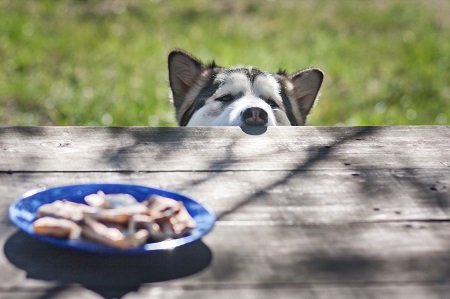 image of dog staring at food to symbolize coping with alcohol cravings