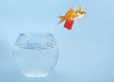 image of goldfish jumping out of bowl to illustrate leaving difficult holiday events