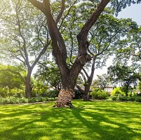 image of tree to symbolize mat for meth