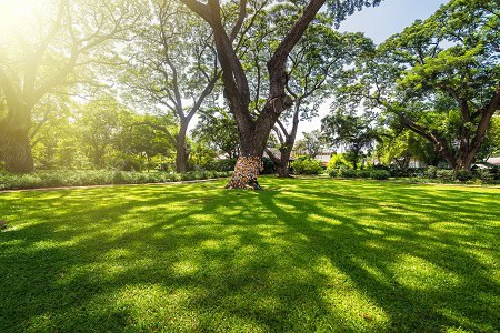 image of tree to symbolize mat for meth