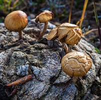 image of psilocybin to illustrate colorado's decriminalization of mushrooms