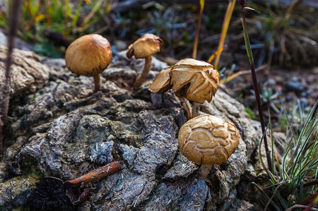 image of psychedelic mushrooms to illustrate Colorado's decriminalization