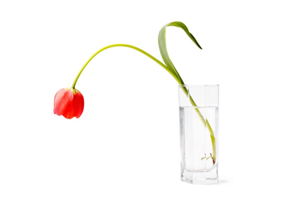 Alcohol and Sexual Performance:  Too Much May Mean Not Enough