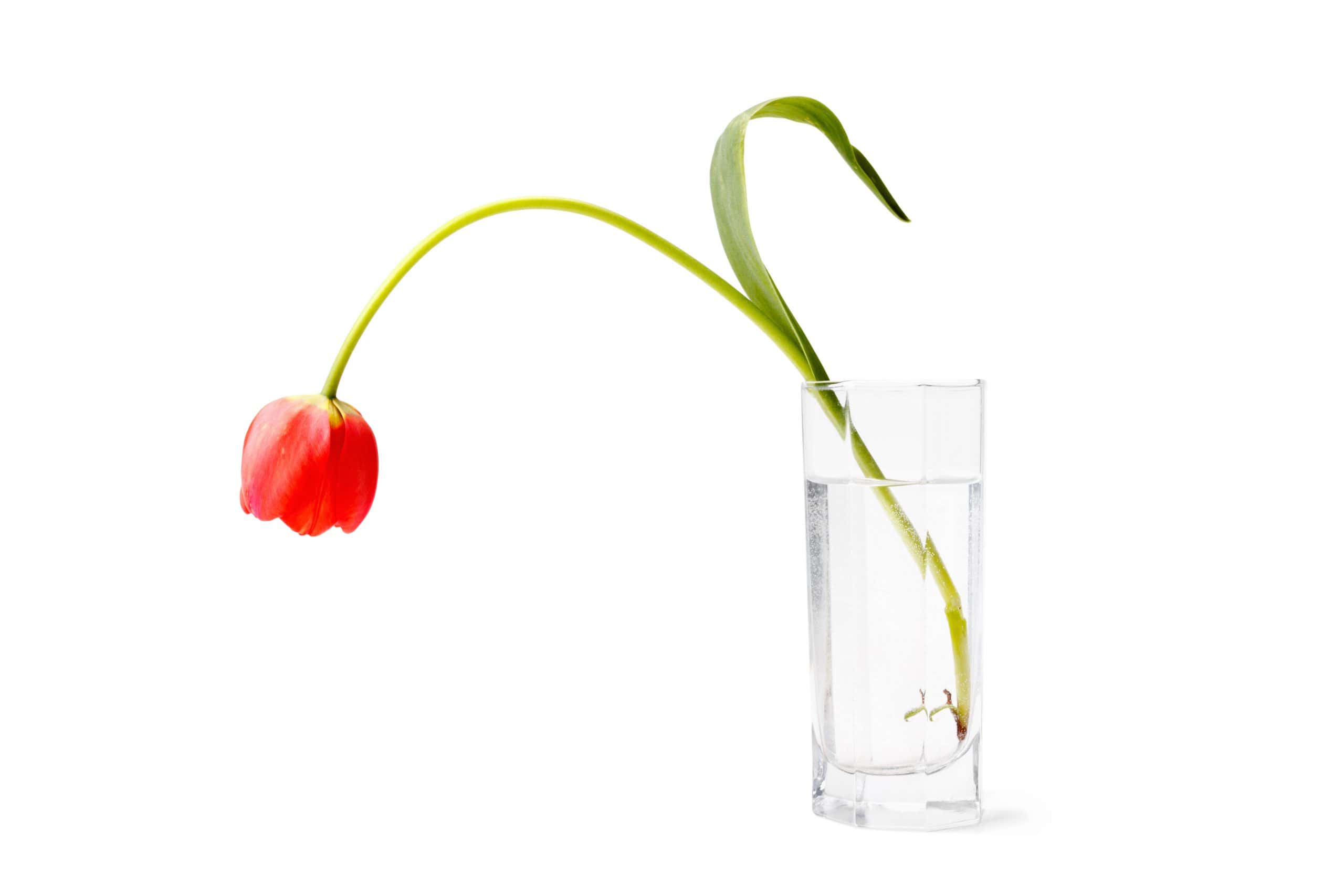 Alcohol and Sexual Performance:  Too Much May Mean Not Enough
