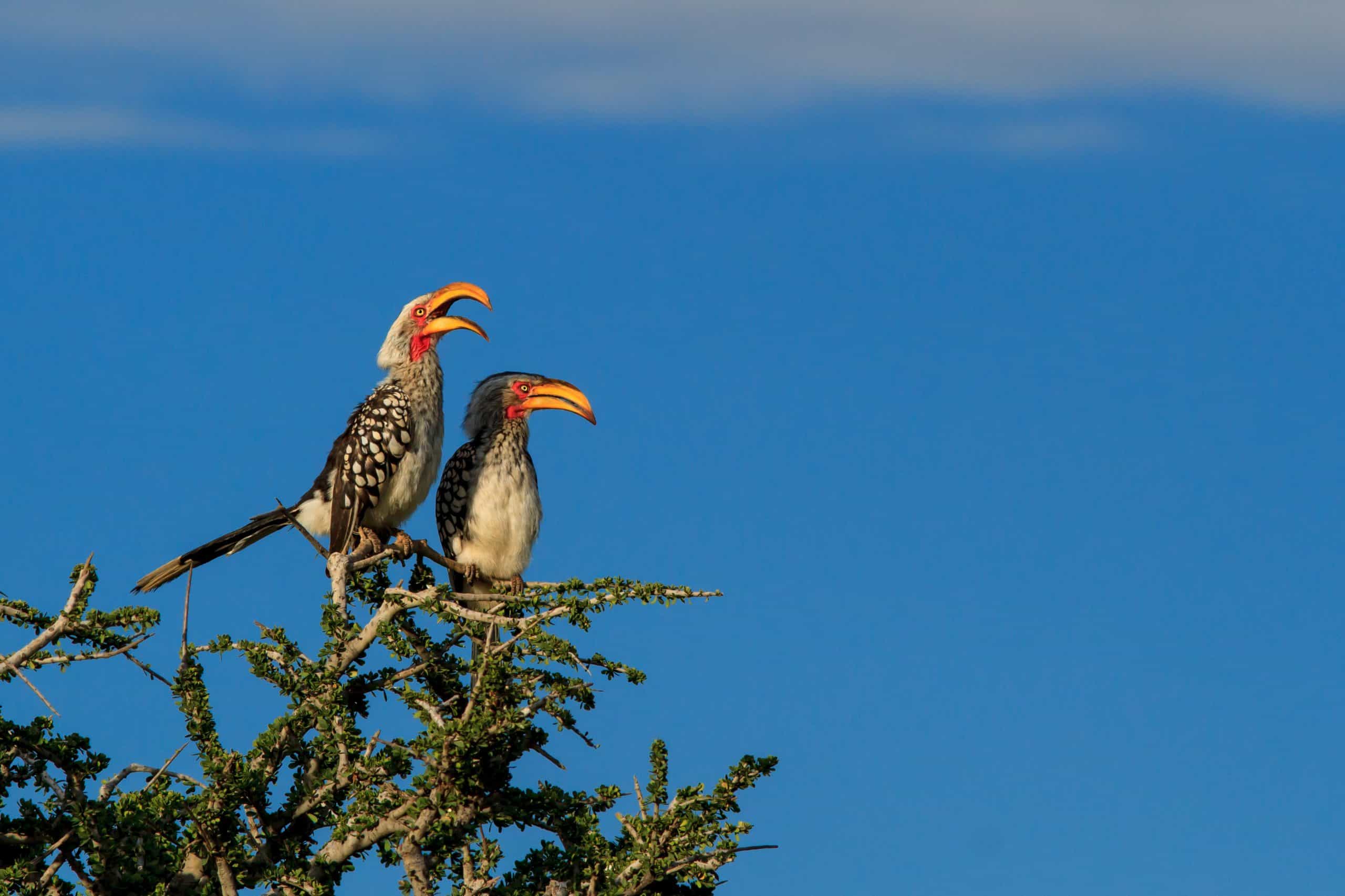 Two birds representing family communication