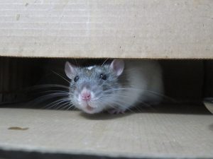 image of a rate peeking out from in between slats of wood to symbolize the rat park experiment