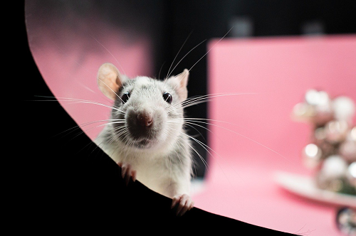 image of rat to symbolize the rat park studies