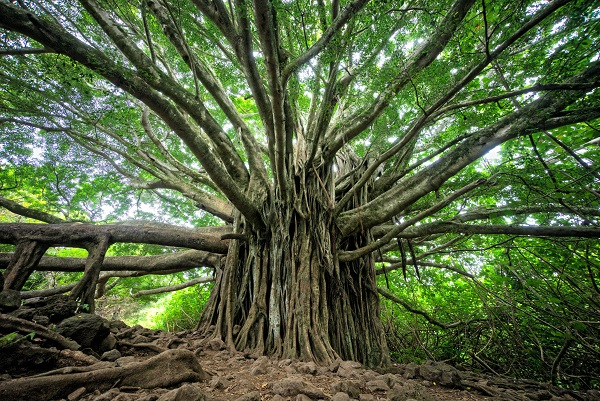 image of a large tree with roots to conceptualize the term expanding polarity