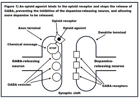 image of process of synaptic cleft to help visualize THIQs