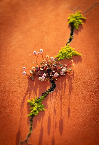 image of plants growing through crack in wall to symbolize the question what is recovery