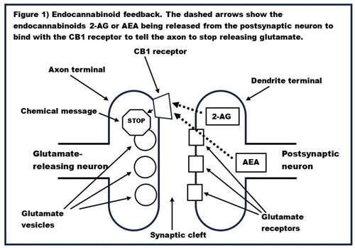 graphic that shows endocannabinoid feedback to support the explanation about cannabis and thc