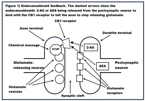 graphic that shows endocannabinoid feedback to support the explanation about cannabis and thc